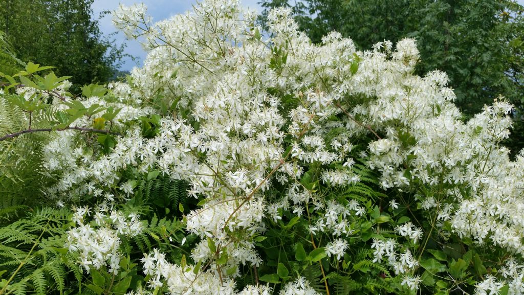 Clematis vitalba